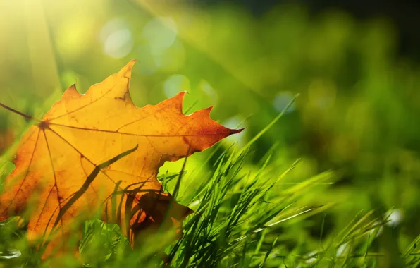 Picture autumn, grass, sheet, bokeh