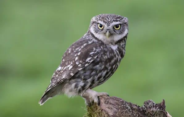 Owl, bird, moss, stump, sitting, looks