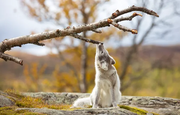 Picture autumn, trees, branches, pose, stones, sitting, bitches, Fox