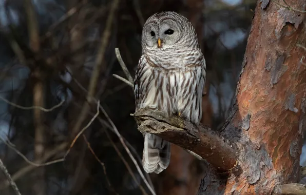 Forest, branches, the dark background, tree, owl, bird, trunk, bark