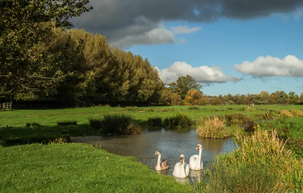 Summer, the sky, grass, clouds, trees, birds, nature, lake