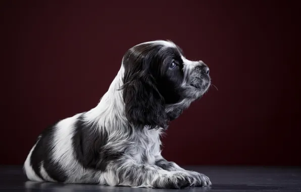 Picture puppy, Spaniel, spotted