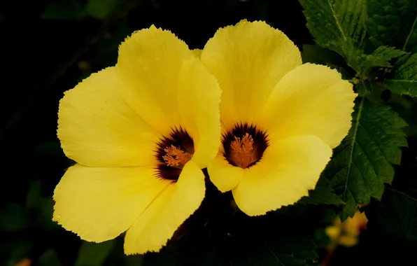 Picture flower, leaves, background, petals