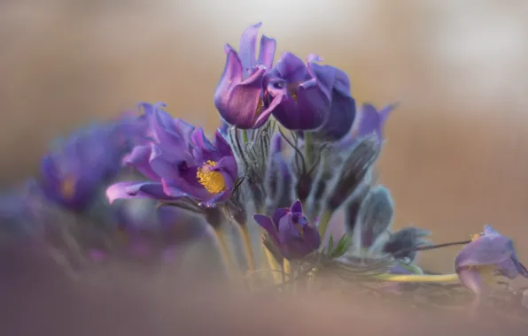 Flowers, background, blur, spring, haze, buds, lilac, bokeh