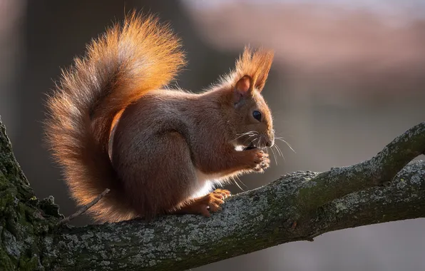 Branches, protein, red