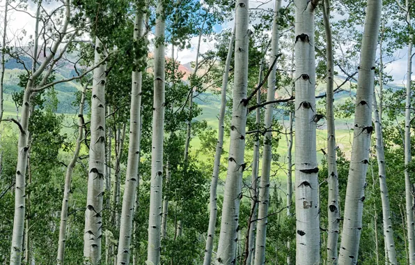 Greens, grass, trees, hills, field, grove, the bushes, aspen