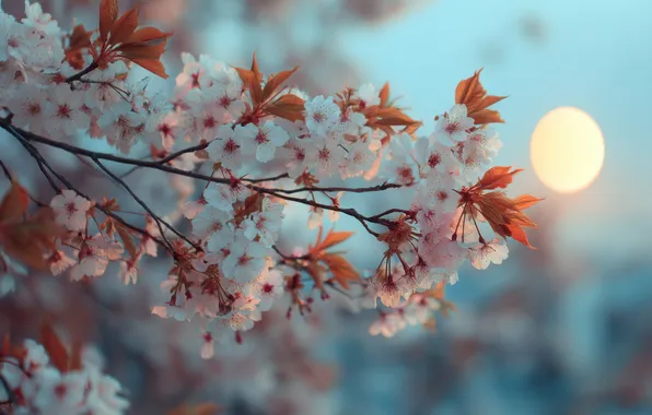 Leaves, light, flowers, nature, cherry, branch, spring, garden