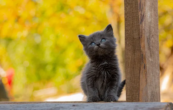 Autumn, cat, nature, kitty, grey, baby, cute, face