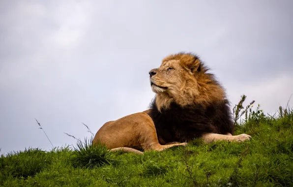 Leo, king, beast
