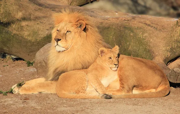 Look, stay, predator, Leo, father, mane, lions, lion
