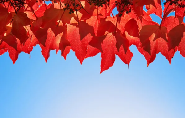 Autumn, the sky, leaves, the crimson