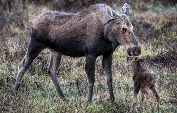 Nature, background, moose