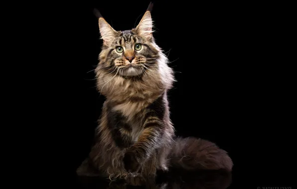 Cat, look, portrait, fluffy, black background, Maine Coon, Natalia Lays