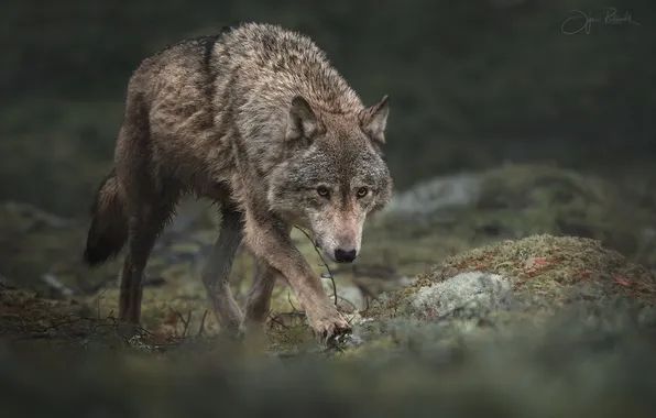 Picture wolf, predator, the orderly forest, Olga Rudchenko