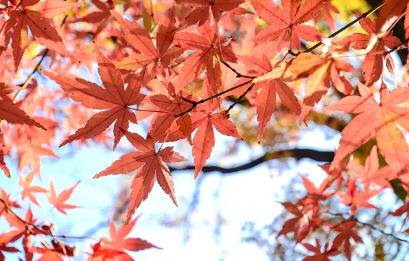 Autumn, leaves, colorful, maple, autumn, leaves, autumn, maple