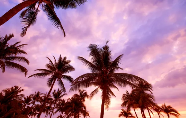 Beach, summer, the sky, sunset, palm trees, summer, beach, sea