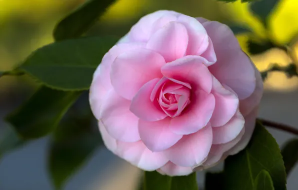 Picture leaves, close-up, pink Camellia