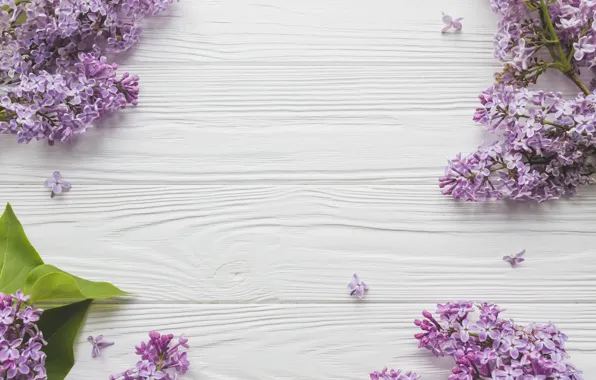Flowers, Branches, Background, Lilac