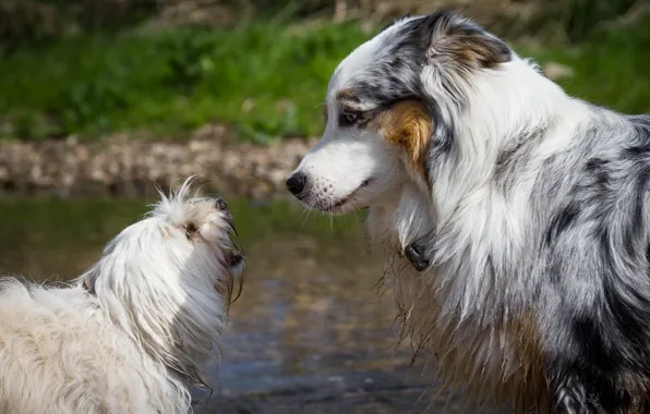 Each, dog, pair, profile