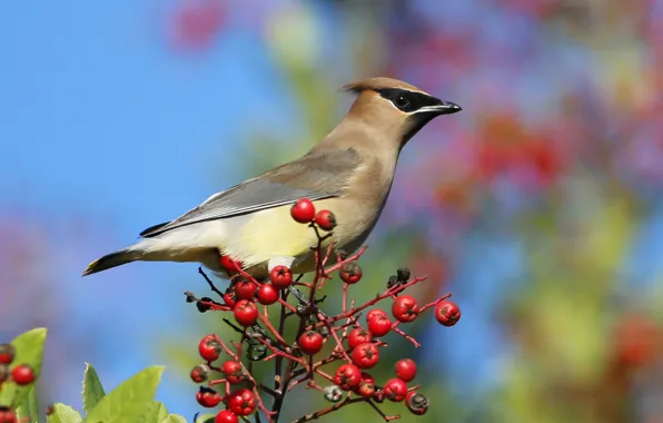 The sky, berries, bird, the Waxwing