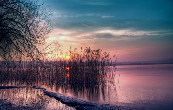 The sky, the sun, sunset, lake, the reeds, pink, shore, silence