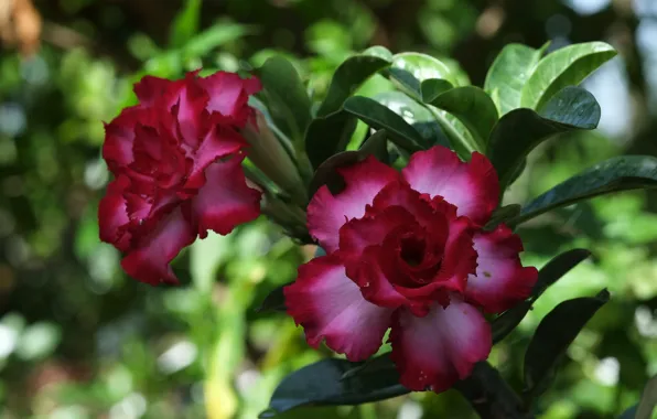 Flowers, flowering, adenium, desert rose