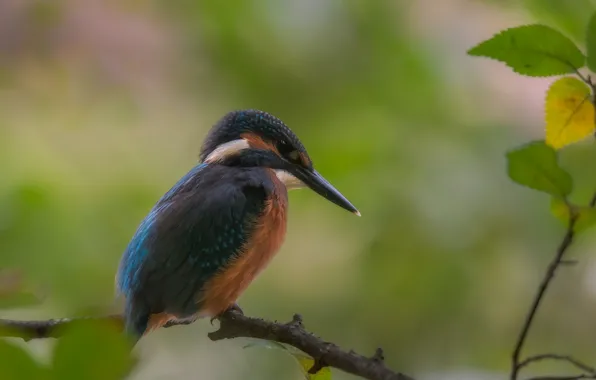 Picture leaves, nature, bird, branch, Kingfisher, Alexander Plekhanov