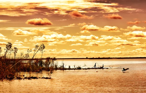 Picture the sky, clouds, river, dawn, bird, reed, the bushes, Argentina