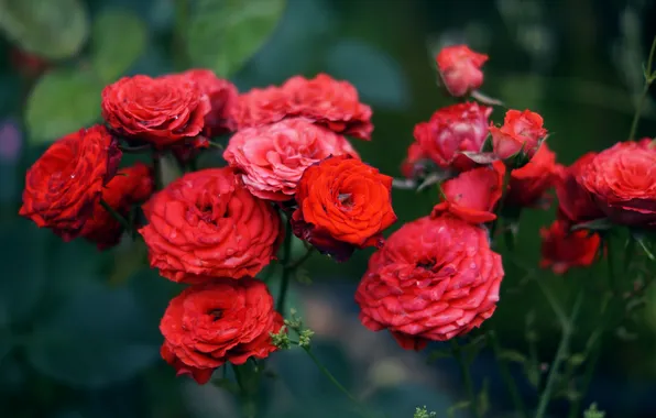 Flowers, petals, red