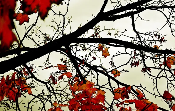 Leaves, tree, maple, orange