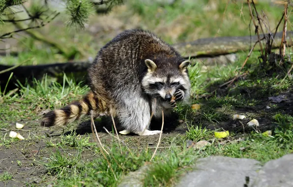 Picture grass, the sun, raccoon, eating