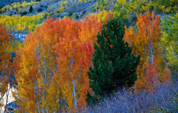 Autumn, trees, mountains, slope, CA, USA, June-Like
