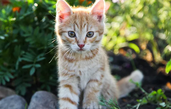 Cat, cat, the sun, red, kitty