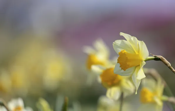Flowers, yellow, nature, spring, daffodils