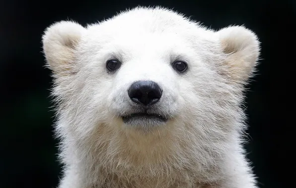 Polar bear, polar bear, Ursus maritimus, oskoui, sea bear, Northern bear