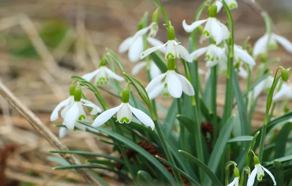 Picture white, flower, snowdrops, blooming