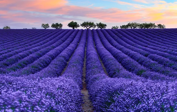 Field, the sky, clouds, flowers, tree, France, lavender, Provence