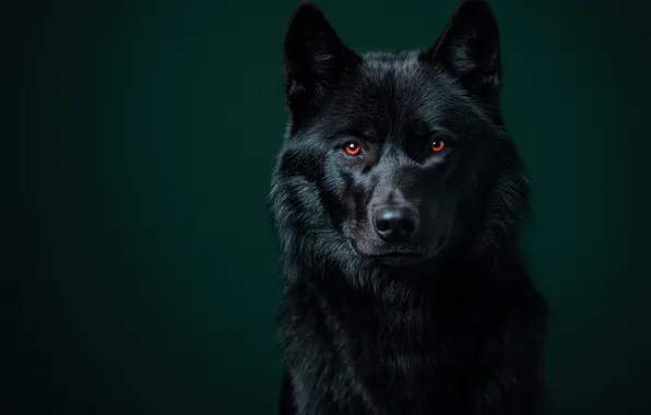 Look, face, the dark background, black, wolf, portrait, red eyes, AI art