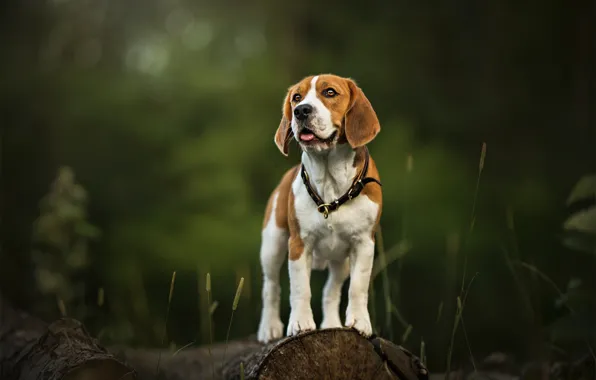 Greens, dog, log, Beagle, Johnny