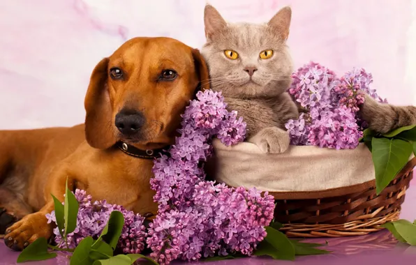 Cat, cat, portrait, dog, friends