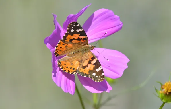 Wallpaper flowers, pink, macro, red, background, kosmeya, butterfly