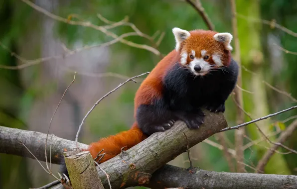 Branches, nature, pose, tree, red Panda, log, face, sitting