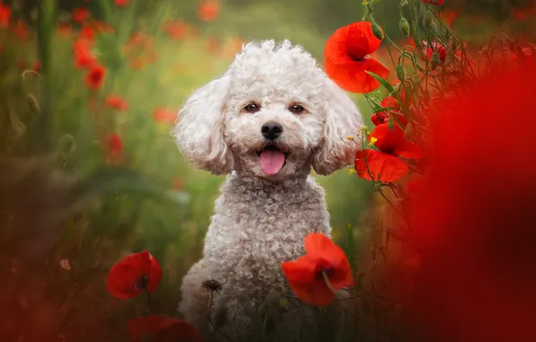 Language, summer, look, flowers, nature, Maki, dog, puppy