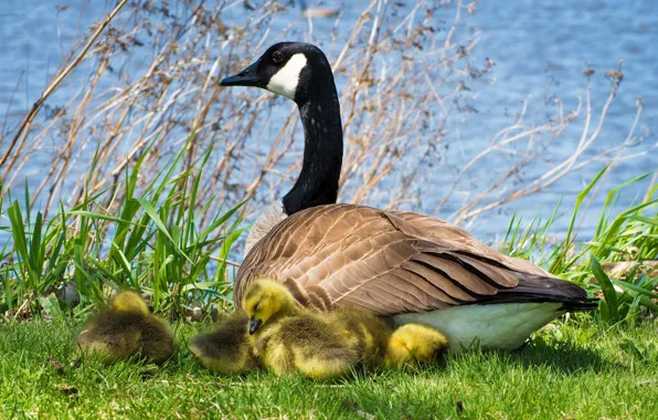 Grass, geese, the goslings, huska