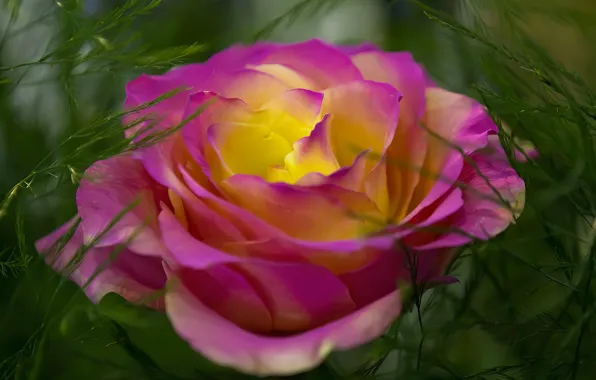 Wallpaper flowers, two-tone, pink, roses, macro, bokeh, yellow, sprig