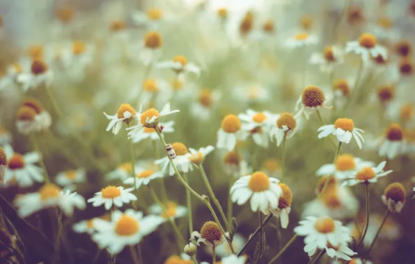 Flowers, nature, chamomile