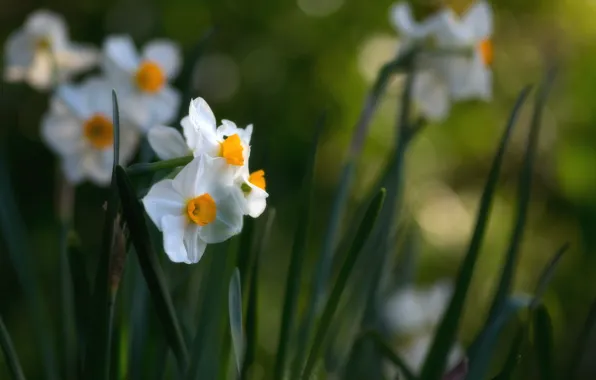 Picture flowers, spring, daffodils