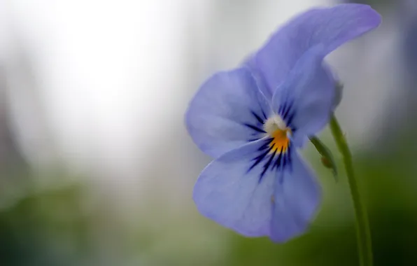Picture flower, macro, lilac, blue, petals, violet, Pansy
