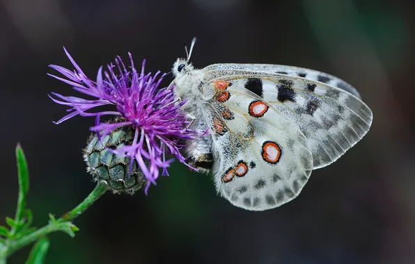 Picture Butterfly, Insects, Closeup, apollo butterfly