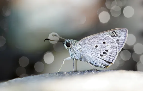 Macro, surface, butterfly, wings, focus, profile, bokeh